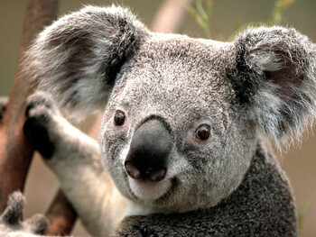 Австралия внесла коал в список исчезающих видов 