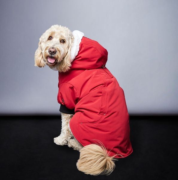 Moose Knuckles выпустил куртки для собак